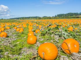 Pumpkin Patch